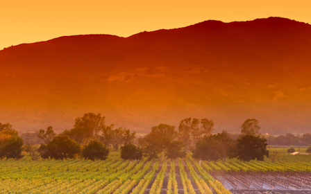A landscape with trees and grass.